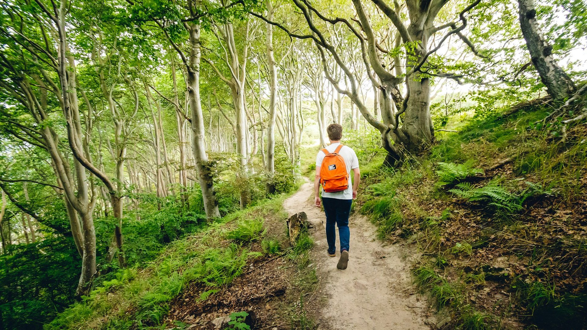 a young man wearing a tshirt and jeans and an orange back pack walking in the woods on a sunny day